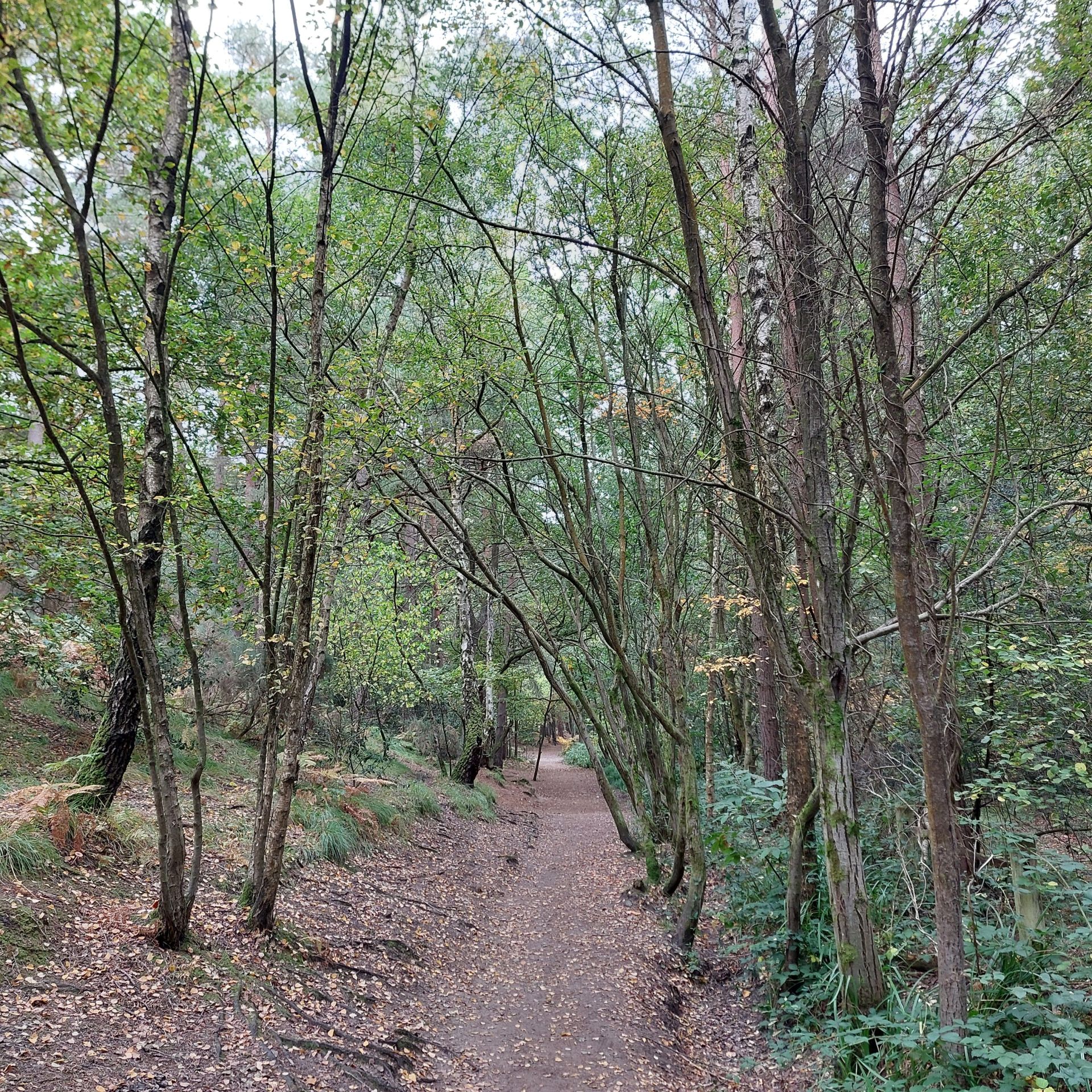 Frimley Fuel Allotments